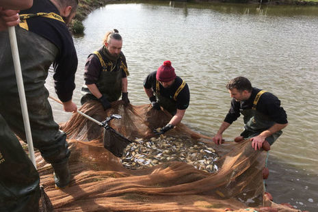 Staff from the National Fish Farm at Calverton in Nottinghamshire standing in shallow water with a net full of fish