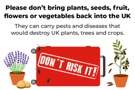 Don't Risk It campaign image, featuring a suitcase with beetles on, a lavender plant and olive tree
