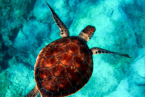 A turtle in the ocean