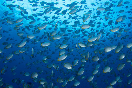Butterfly fish