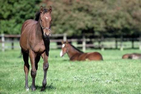 Horse in a field