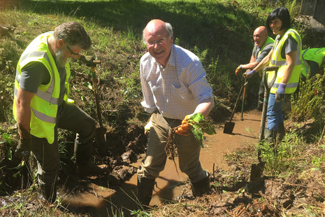 Lord Gardiner digging out American skunk cabbage
