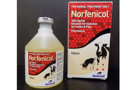 Norfenicol