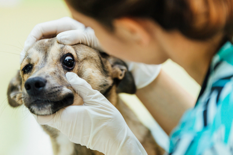 Vet examining a dog