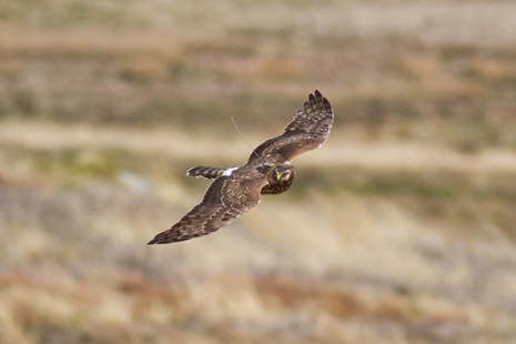 Hen harrier flying over moorland