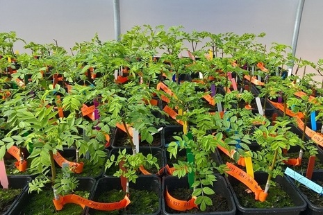 Collection of young ash trees which will form part of the UK's first 'ash tree archive