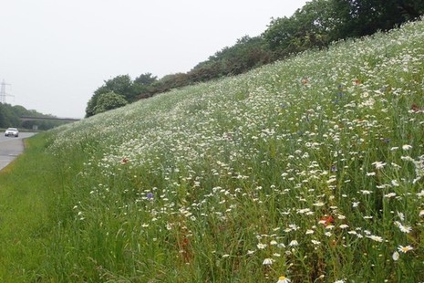 Flowers on the A38 verge