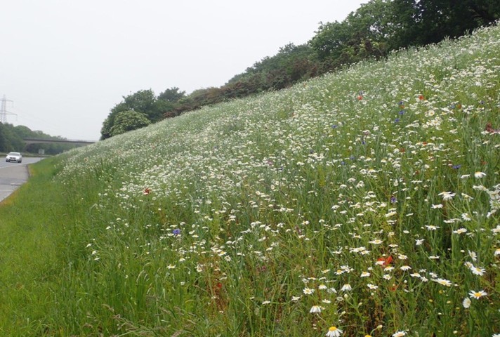 Flowers on the A38 verge