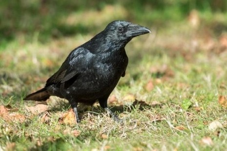 A black bird standing on the grass