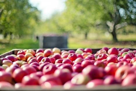 Apples in a crate inbetween trees on an apple farm