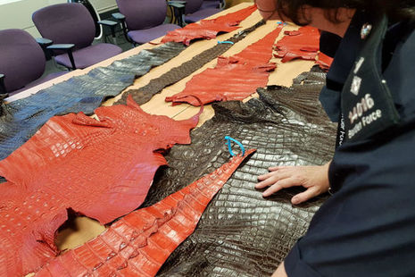 Thousands of Border Force seizures in international operation against wildlife crime article
