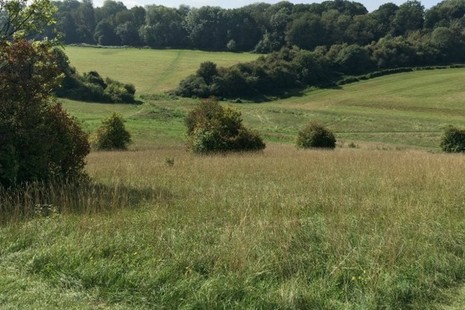 Downland with woodland in distance.