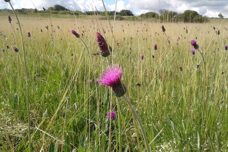 Meadow thistles in grassland.