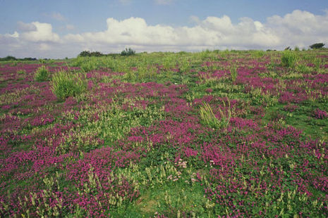 Sward on Lullington Heath NNR