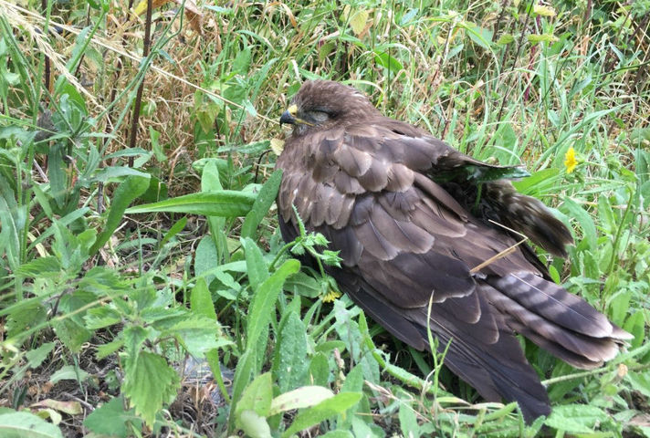 Injured buzzard