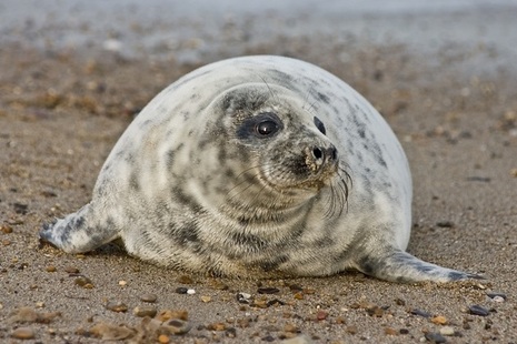 seal