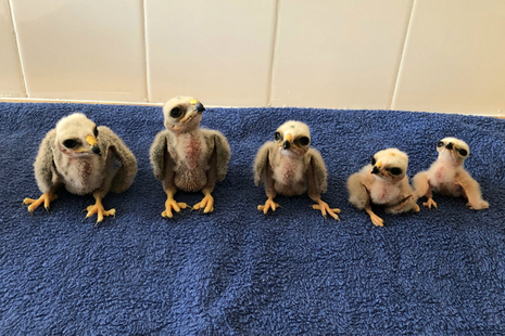 Hen harrier chicks on a blue towel