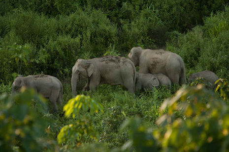 A group of elephants