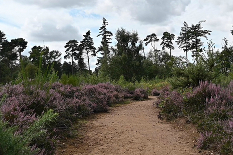 Sandy path through purple flowers