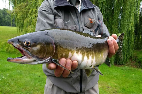 Close up of a Pink salmon being held up out of the water - Photo credit - Ness District Salmon Fisheries Board
