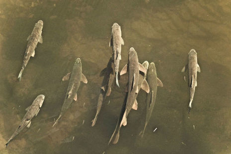 Several Barbel swimming, seen from above