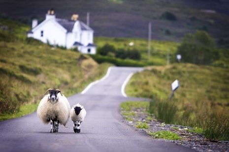 Sheep walking down a country road