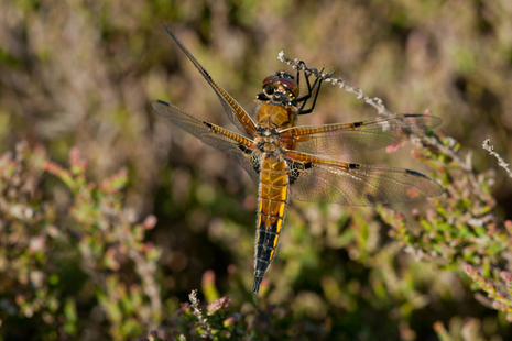 Four-spotted chaser dragonfly