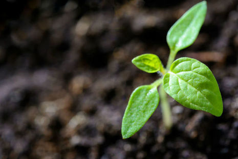 Close up of a young plant from above