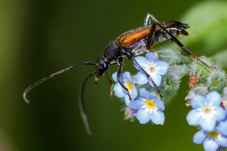 Black-striped longhorn beetle