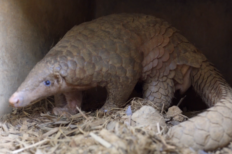 Image of a pangolin.