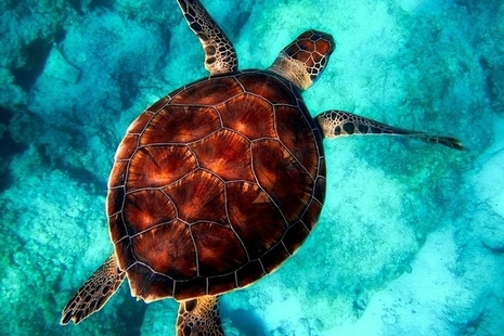 Turtle swimming in ocean
