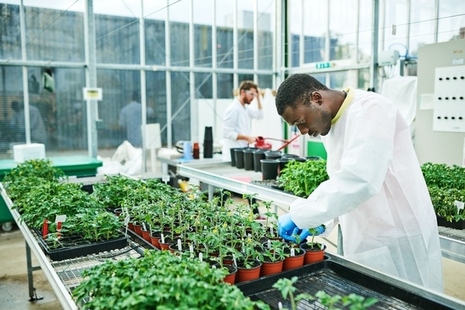 scientist conduting crop research