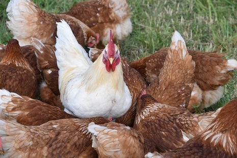 Chickens and a cockerel on a farm