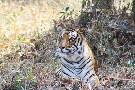 Bengal tiger