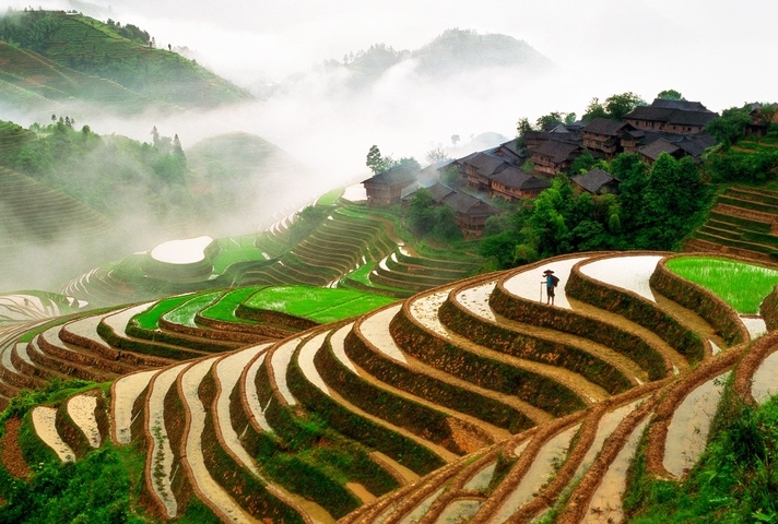 rice fields in China