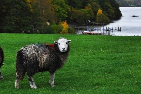 Herdwick sheep in field near lake in Cumbria
