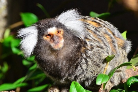 Marmoset