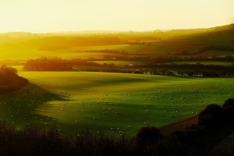 Sheep grazing in a field in the British countryside