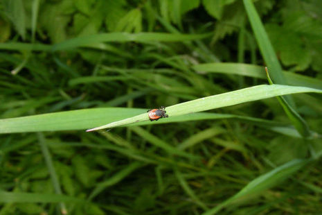 Tick on a blade of grass