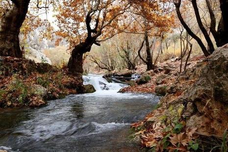 A stream running through woods