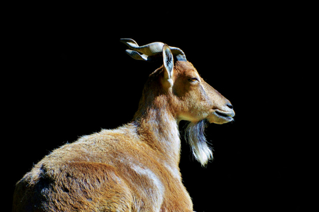 The markhor, with its characteristic screw horns, is a species often hunted.