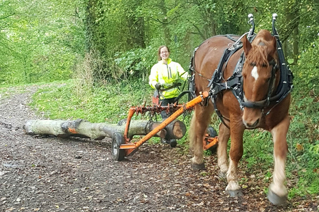 Roy pulling a tree trunk through Thorndon Country Park