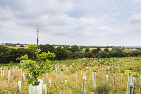 Recently-planted broadleaf trees in a field.