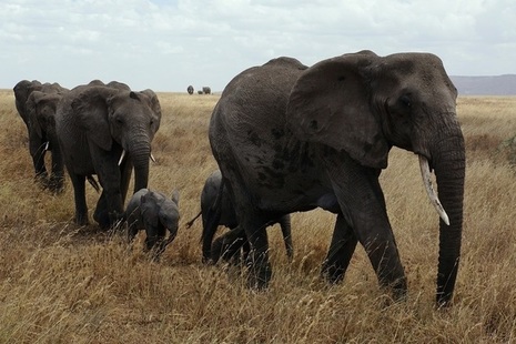 Elephants