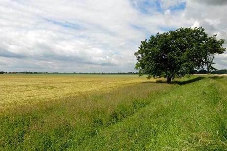 Tree in open countryside