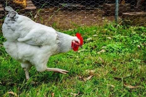 chicken