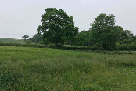 Countryside showing two trees in a field