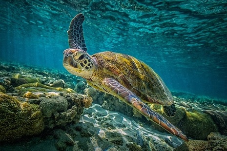 Turtle swimming in ocean