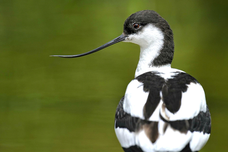 A black and white seabird (pied avocet)