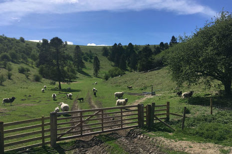 Sheep in a field behind a gate